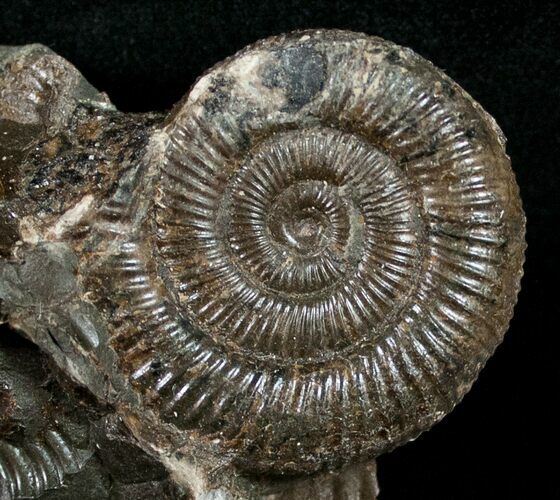 Pyritized Dactylioceras Ammonite - UK #10553